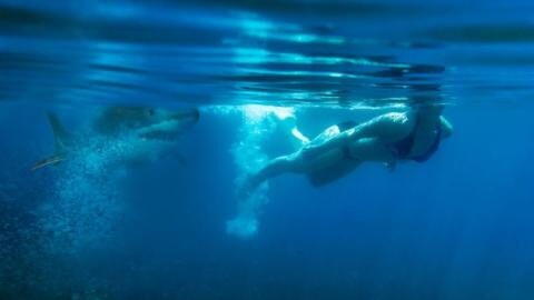 This Woman Unexpectedly Bumped into a Shark After Diving into Bahamian Waters (VIDEO)