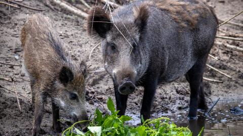 'Radioactive Wild Boars' Are Mysteriously Appearing In Sweden