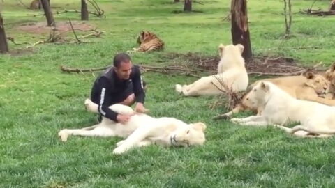 One tiger sacrificed itself to protect the caretaker from a leopard attack (WATCH)