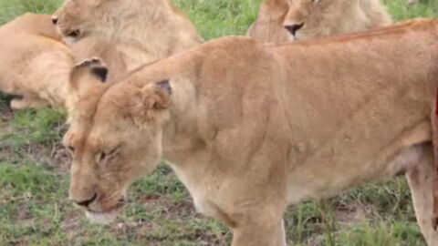 A Lion Was Left Severely Injured After A Buffalo Attack, And What The Vets Did To Help Was Amazing