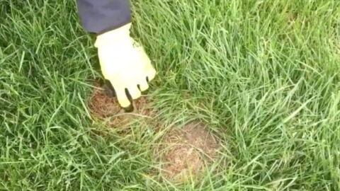 Brothers discover 'mutant rabbit' in their back garden