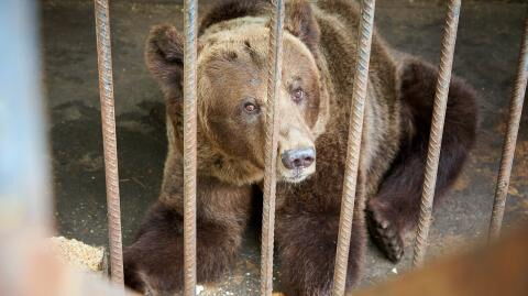 This French circus treated their animals in a shocking way