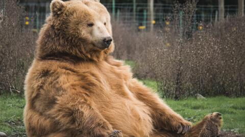 This bear is totally unrecognisable after being rescued from a lifetime in cages