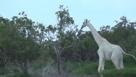 Incredibly rare white giraffes caught on camera