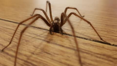 A study shows the precise time that spiders are more likely to enter your home