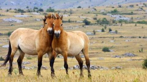 These beautiful Przewalski horses are being released back to their homeland