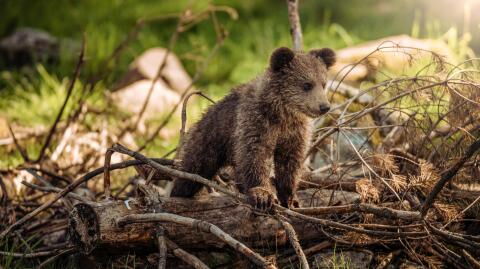 This animal sanctuary in Switzerland will make your heart melt