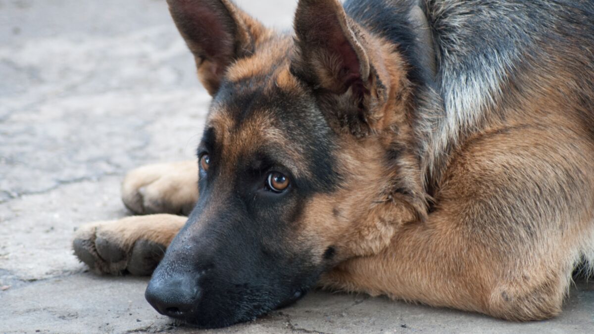 Does The German Shepherd Have Health Issues Because Of Breeders?