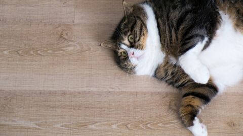 What Can You Do If Your Cat Is Overweight?
