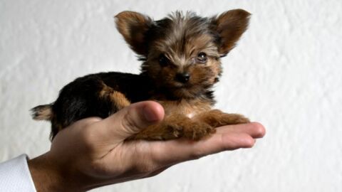 smallest dogs that stay small
