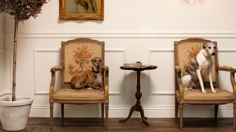 These Are The Most Expensive Dogs In The World