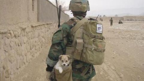 Former Royal Marine on the verge of evacuating 200 dogs and cats from Afghanistan