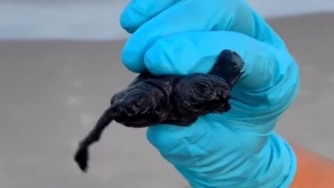 Video: Rare discovery of a two-headed sea turtle in the USA