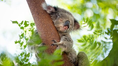Koalas facing chlamydia crisis that could devastate their chances of survival
