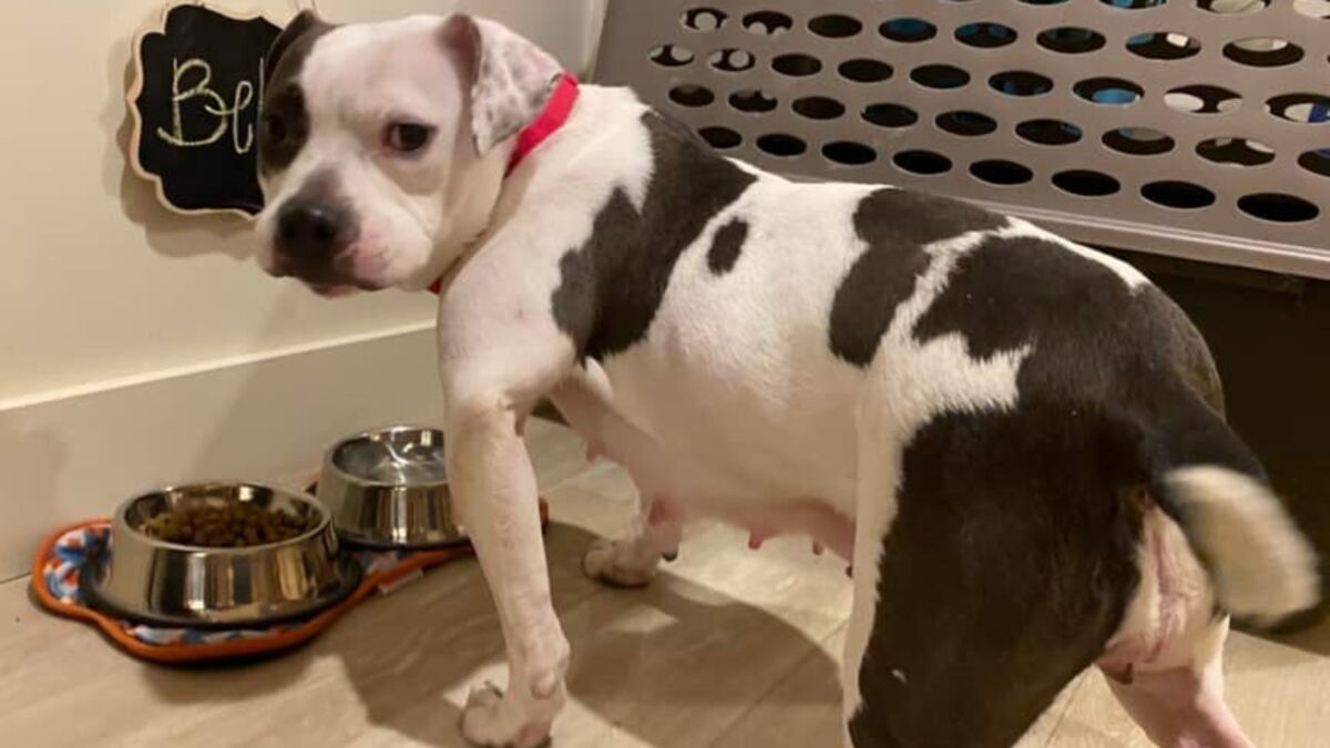 The dog who chewed off her own leg to survive has been adopted