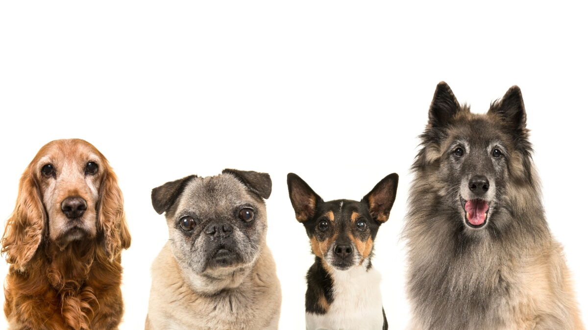 Thinking of getting a dog? Here are four of the best breeds for new dog