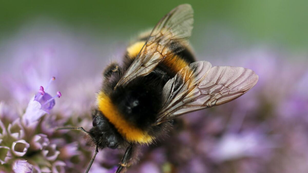 Bees classified as fish in California for this specific reason