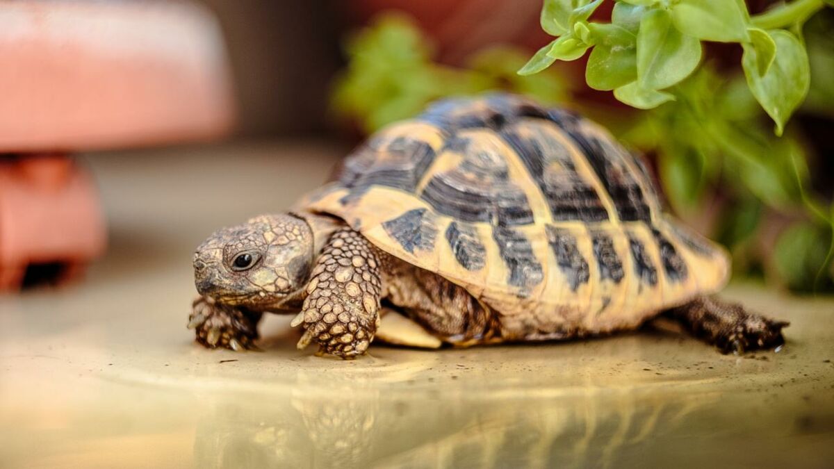 Family discovered lost tortoise alive in the attic after 30 years