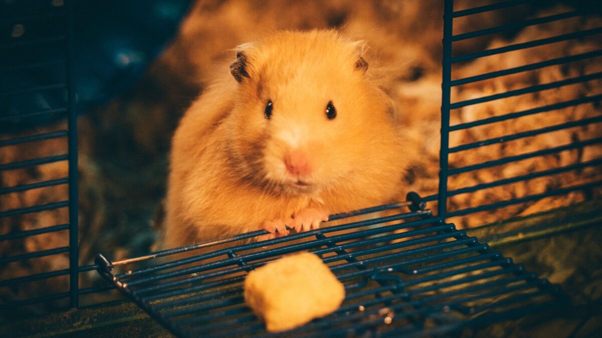 These hamsters turned into aggressive 'mutants' after an experiment