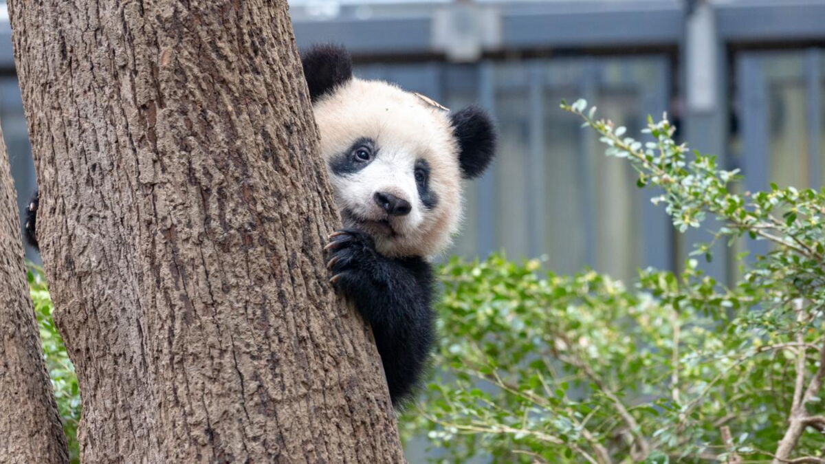 Researchers unearth prehistoric panda fossils that reveal the mystery