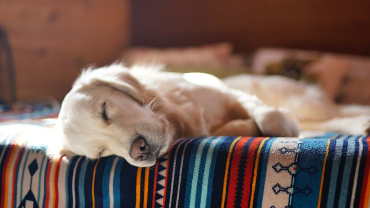 Do you think your dog sleeps a lot? Here's how much sleep your dog needs