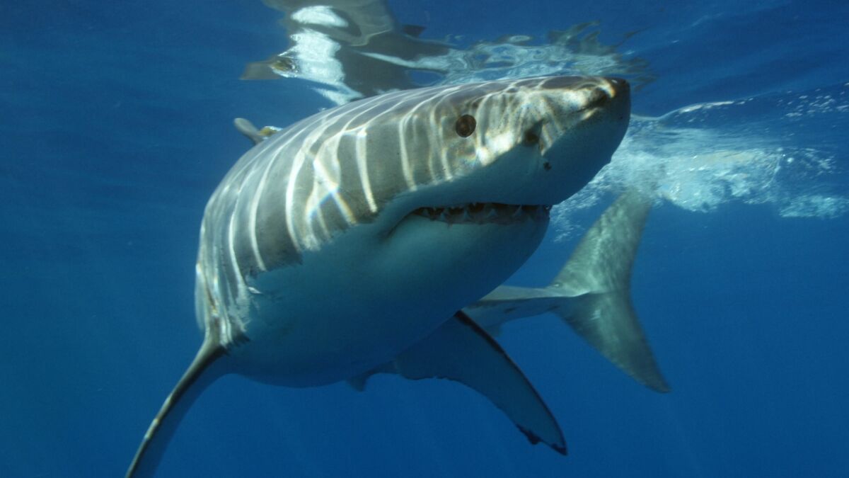 Great white shark washes up on beach, the photo of its corpse is chilling