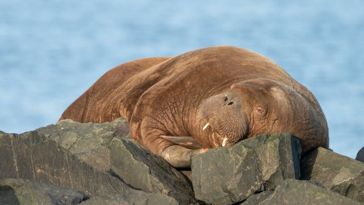 Adorable or terrifying? This massive walrus is wreaking havoc in search of a sunbathing spot (VIDEO)