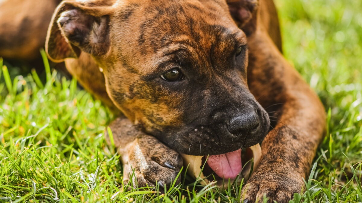 My dog eats grass, is it safe?