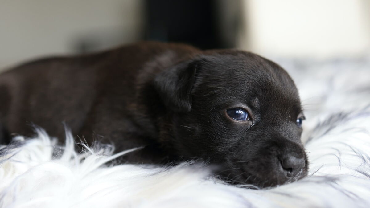 An abandoned and extremely emaciated dog with no ears and no tongue