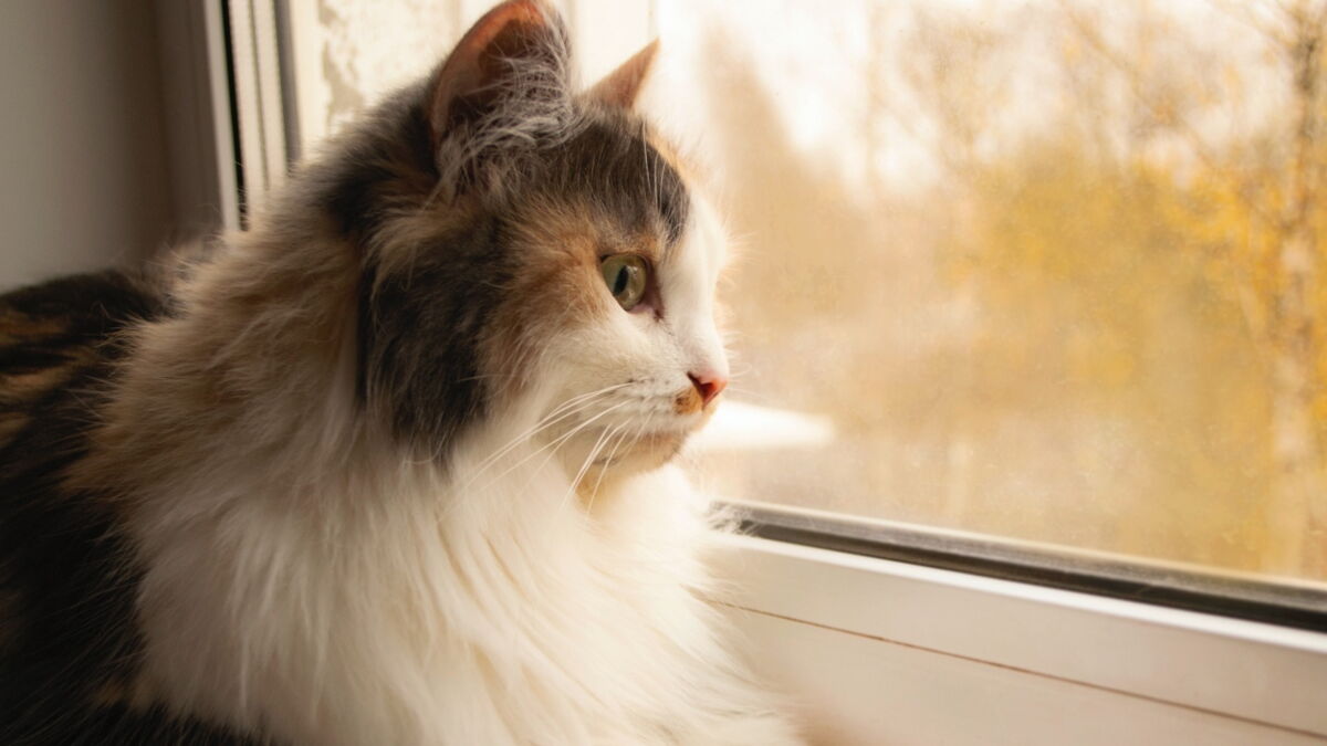 Kittylockdown Cats forced to be kept indoors for this unusual reason