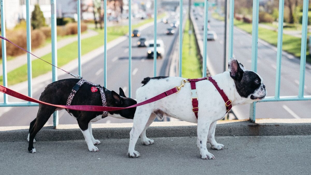 Why does your dog always sniff other pooch's butts? Learn the