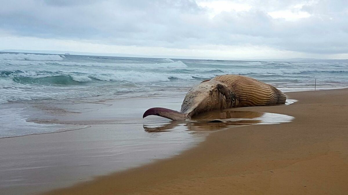 Giant Humpback whale corpse found washed up in Amazon forest