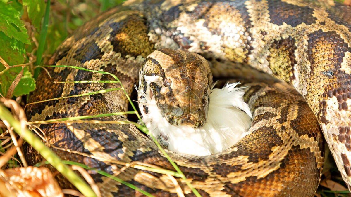 Dead python swallowed this huge animal before dying (VIDEO)