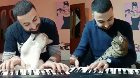 This man rescues 19 cats and soothes them with music