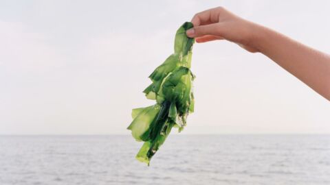 Here’s why seaweed is becoming a major player in skincare