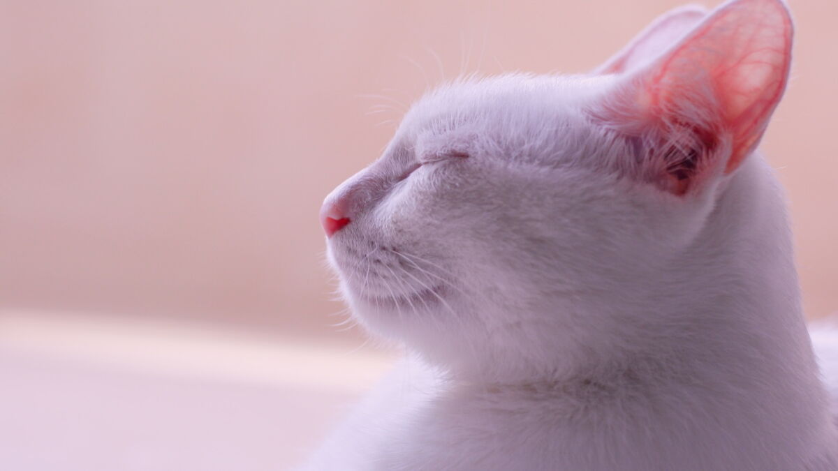 Did you know your cat's ears are telling you something?