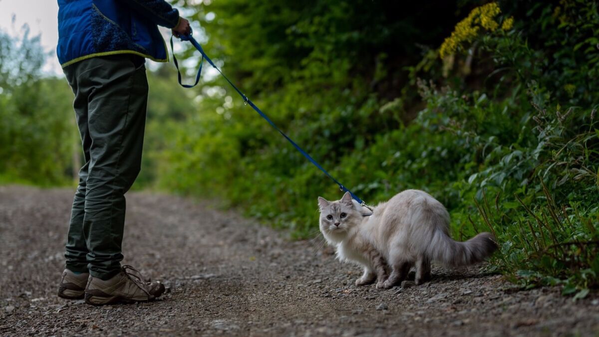 Is it okay to walk your cat on a leash? Here's what the experts say