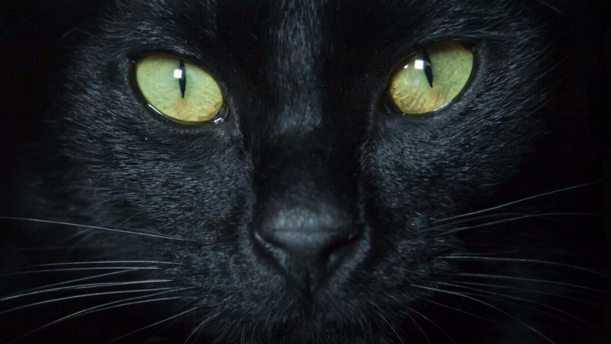 Do cats see in black and white? Here is what the experts say