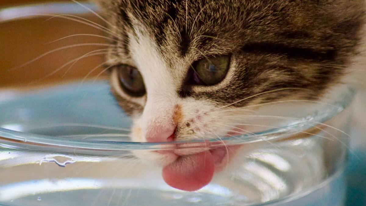 Is your cat drinking enough? Here is how to increase their water intake