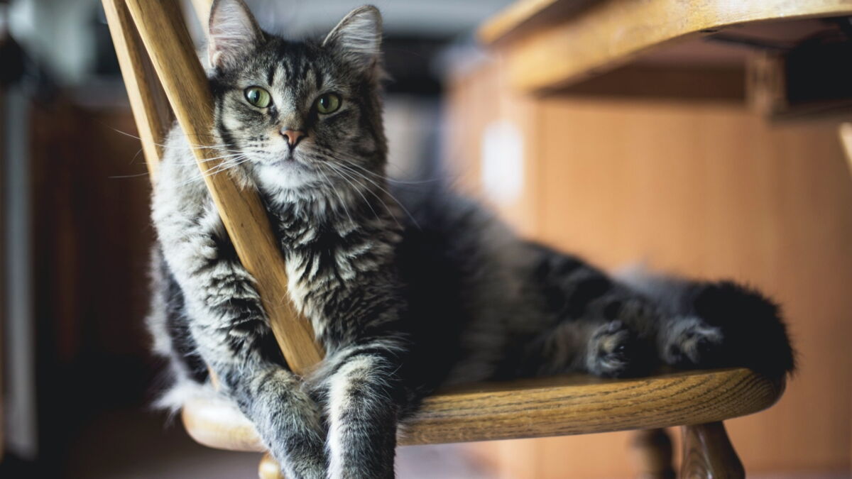 Does your cat pee all over your house? Here's how to stop them