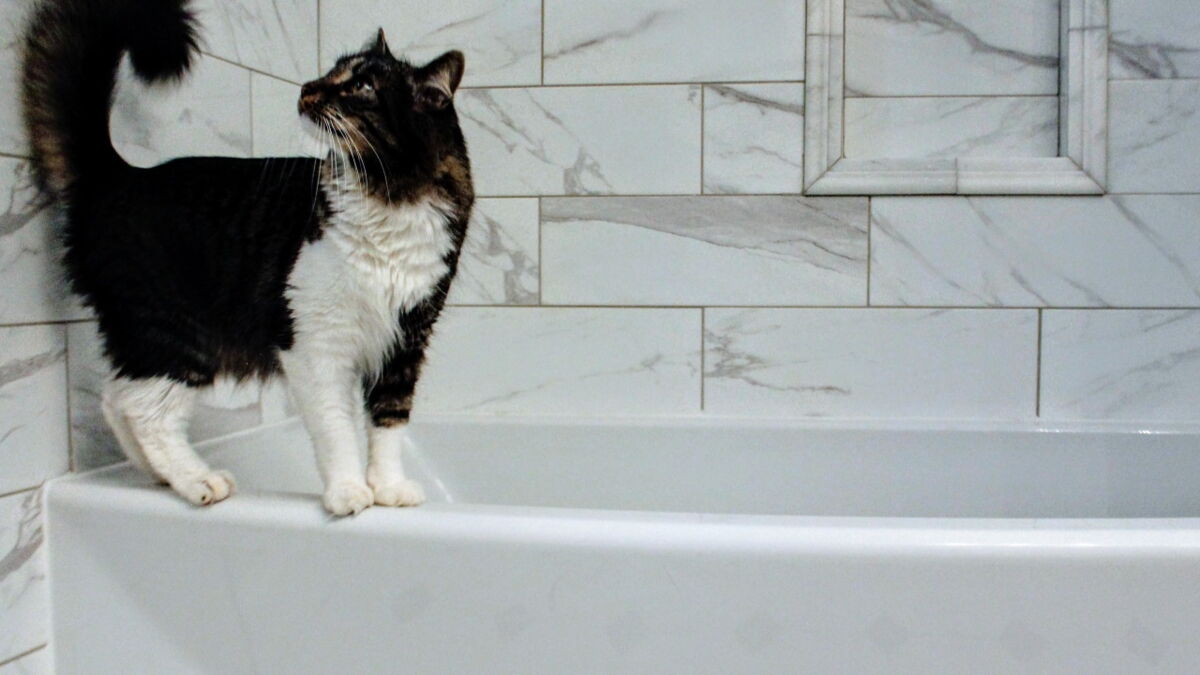 Does your cat like watching you shower or in the bath? Here's why