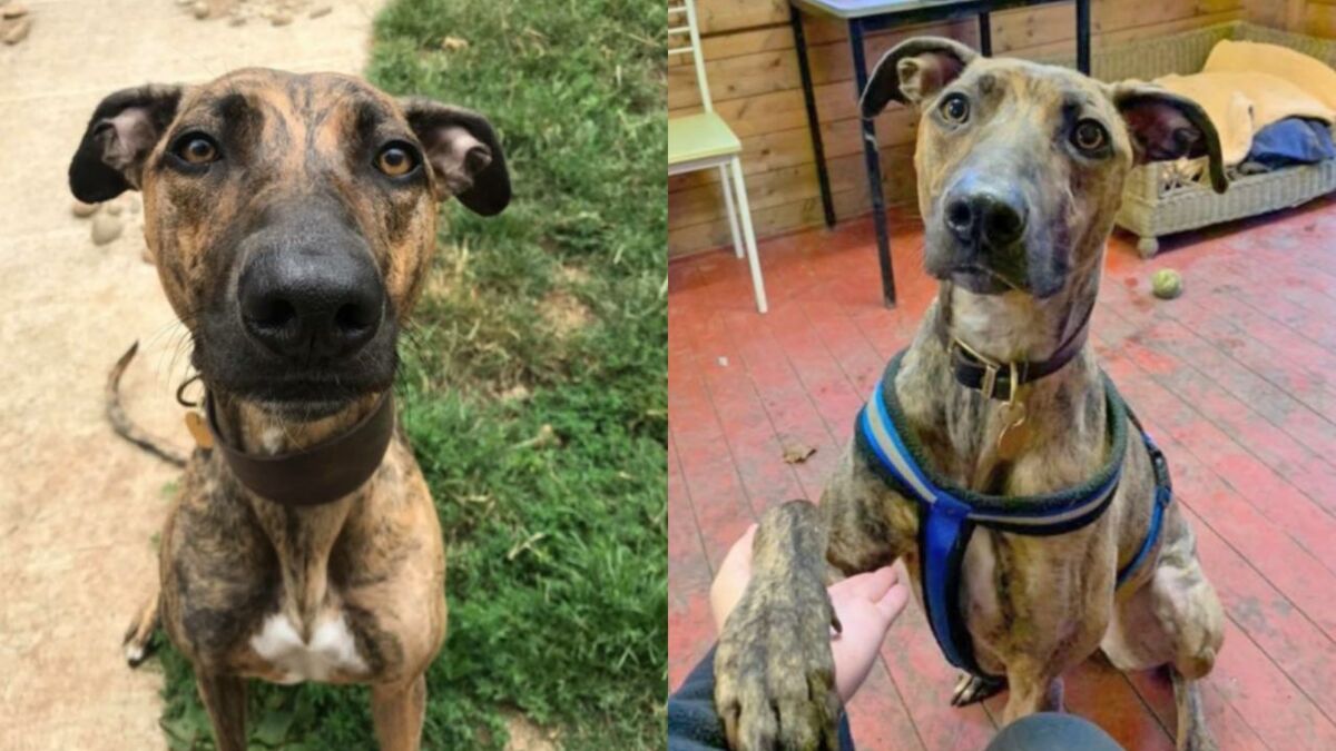 Dog adoption: The shocking reason why Sue has become UK's most unwanted dog