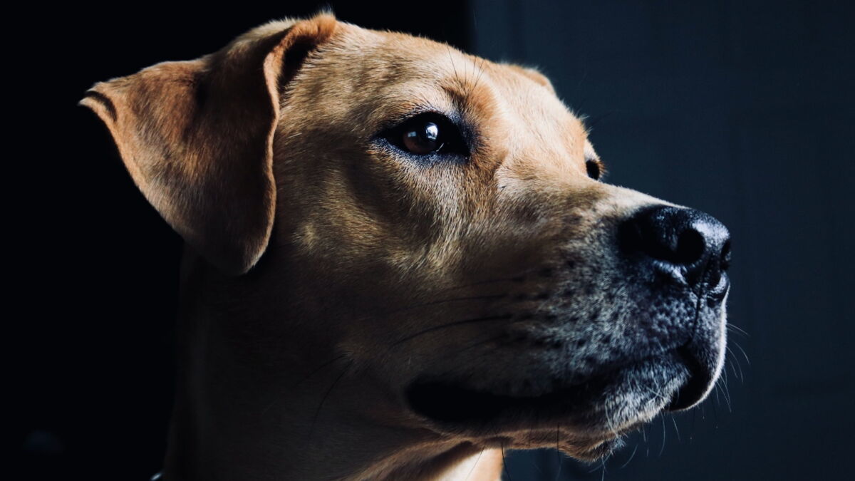 This starving abandoned pup was found with a bullet hole in his head