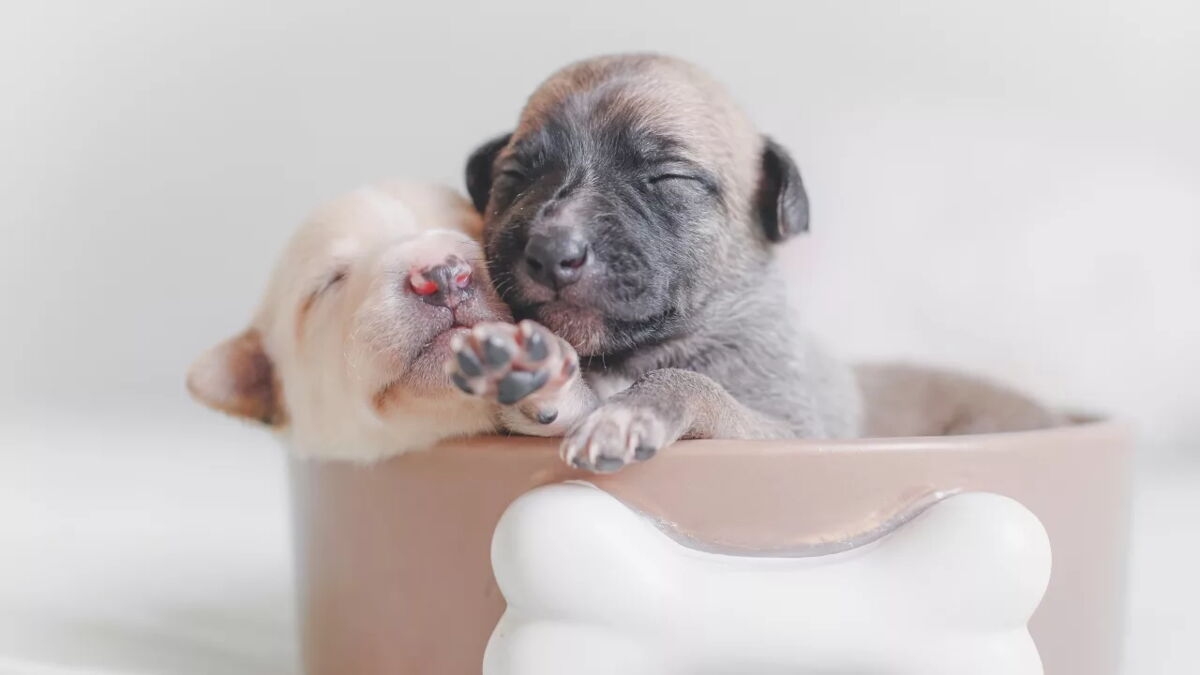 Curated visual reference: Gallery Detail: These Six Days Old Puppies Had To Leave Their Mama