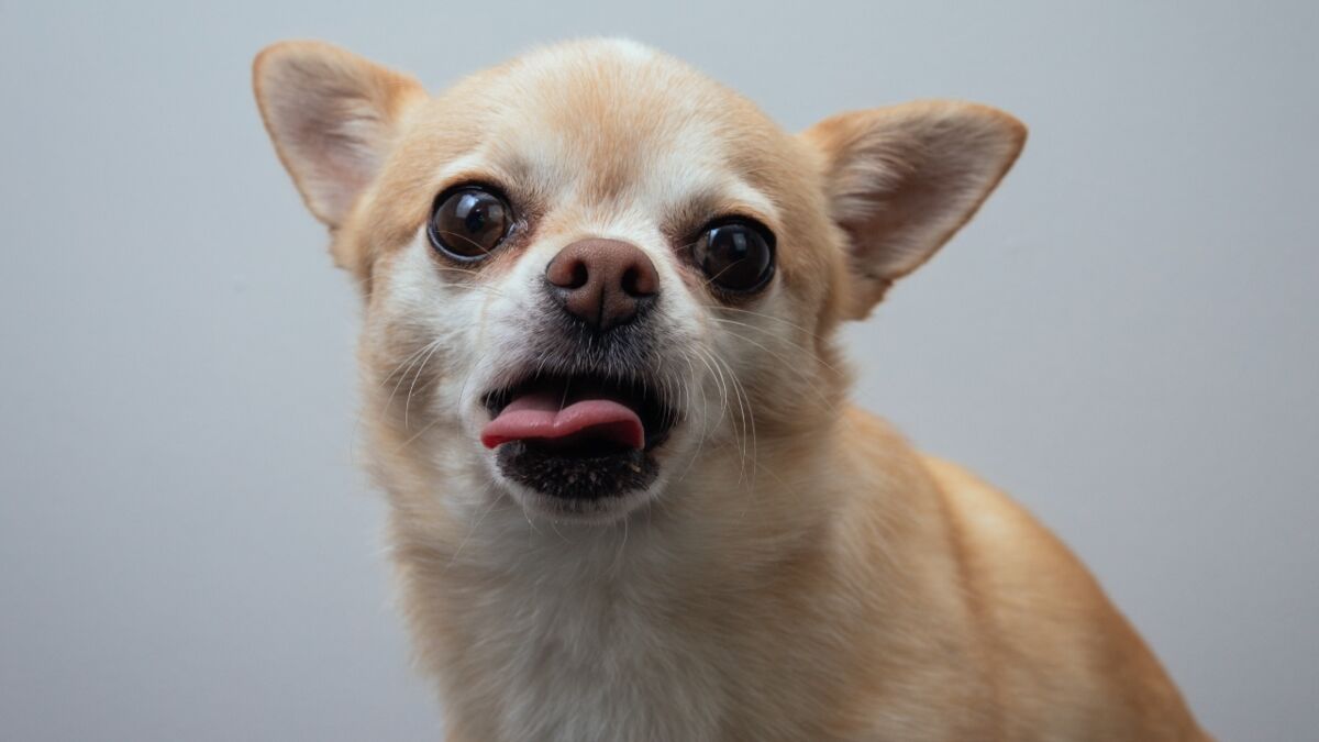 This senior dog was abandoned for its extra long tongue, but it is ...