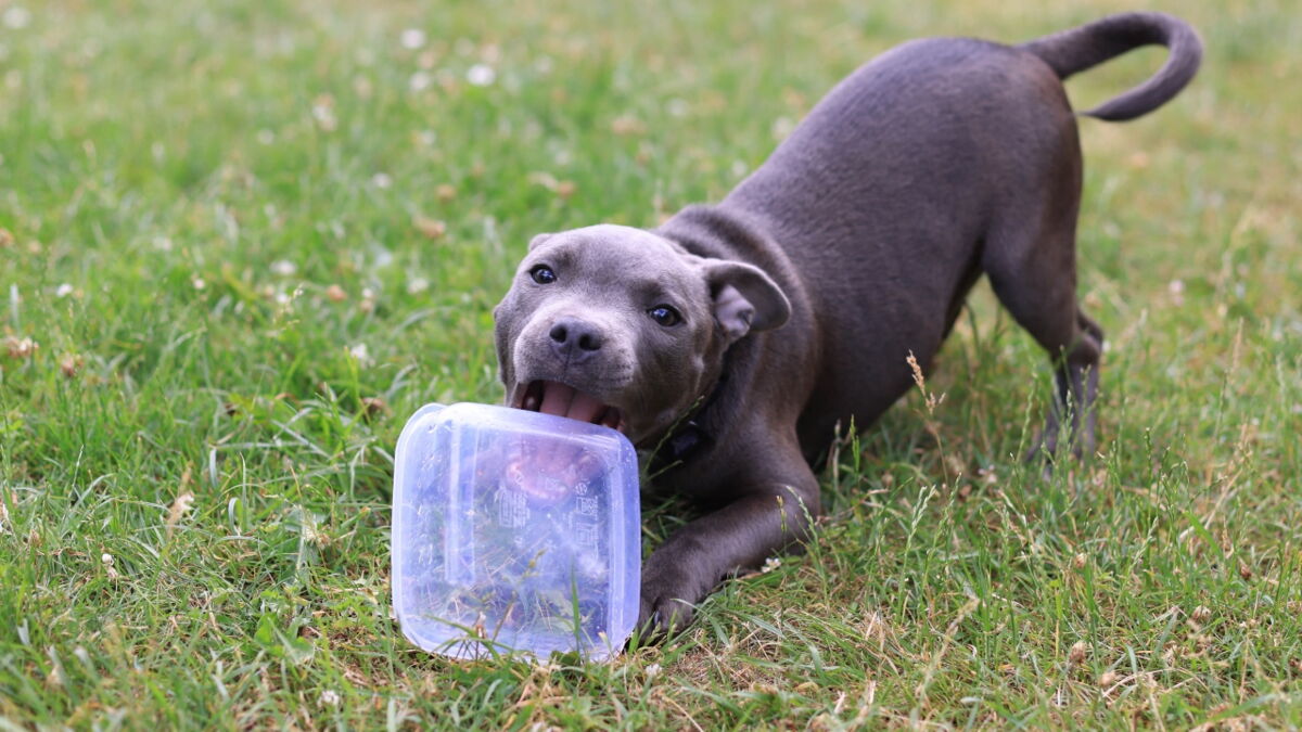 This dog ate a McDonald's sauce pot on a walk and ended up on the