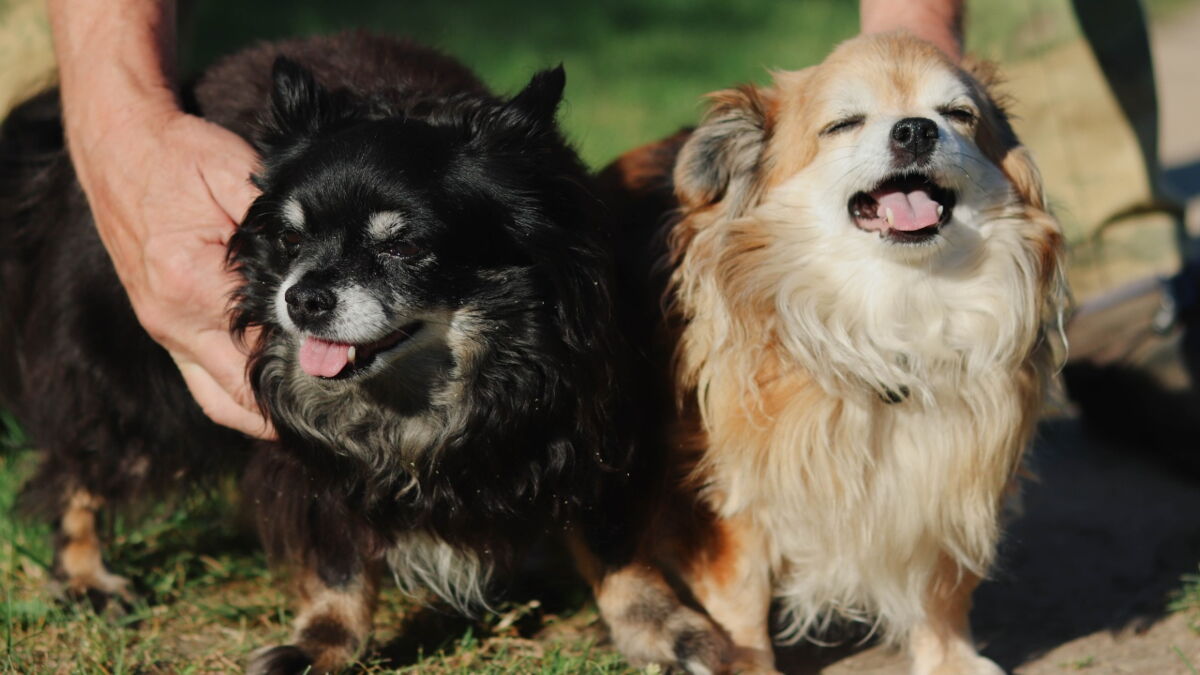 Will Dogs Starve Themselves