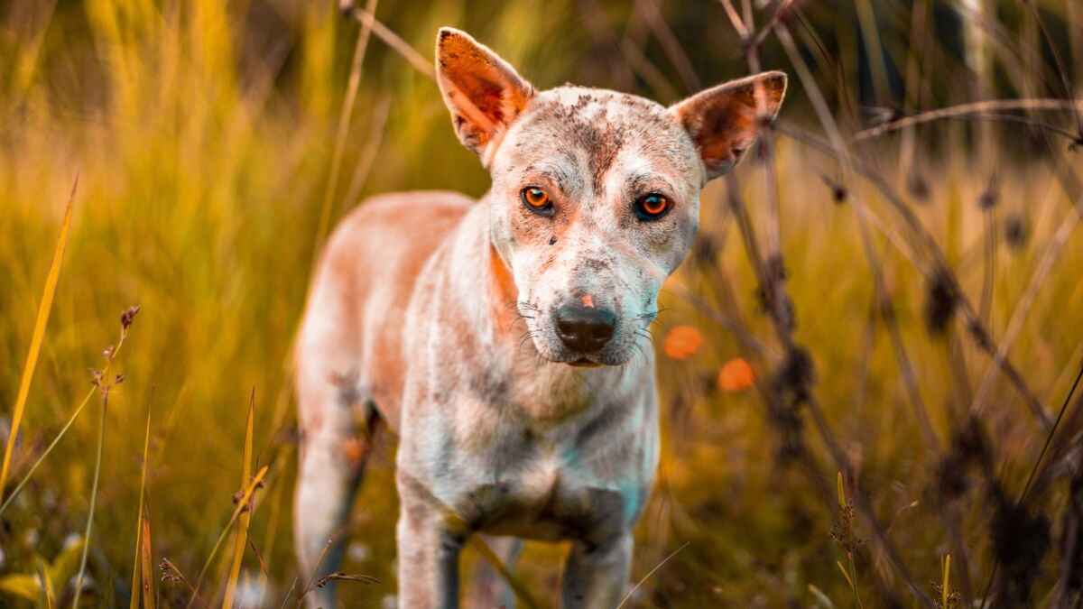 Heartbreak over a malnourished hairless puppy dumped at a car wash