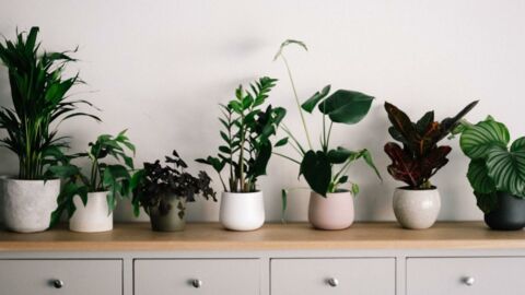 Researchers confirm that houseplants can relieve lockdown stress