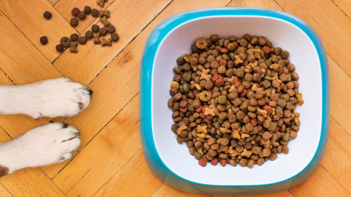 6 Essential nutrients your dog needs